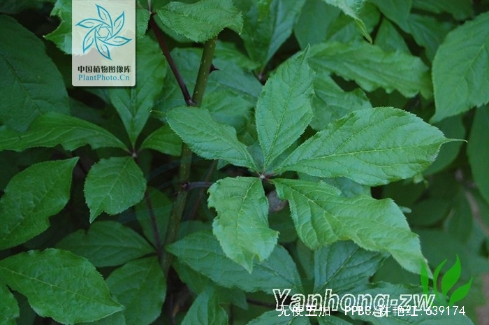 hu)是五加科五加属植物,灌木或小乔木,高2-5米;树皮暗灰色或灰黑色,有