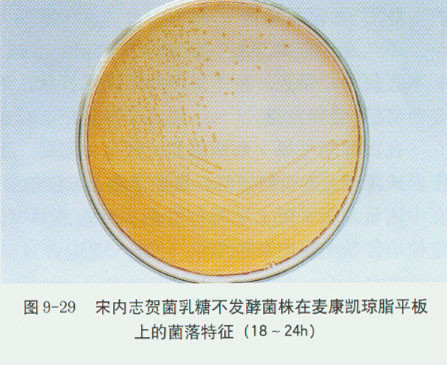 志贺菌 全网资源