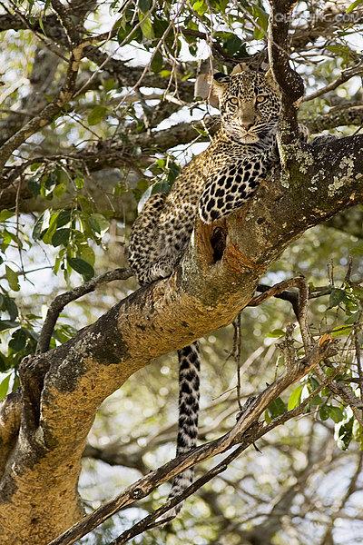 panthera pardus pardus