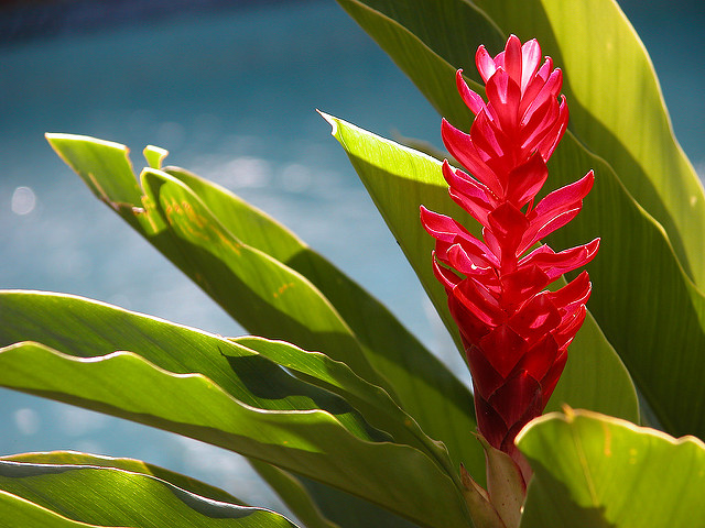 alpinia purpurata (vieill.) k.schum