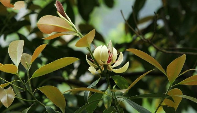  p>峨眉拟单性木兰(学名: i>parakmeria omeiensis /i> cheng)是木兰