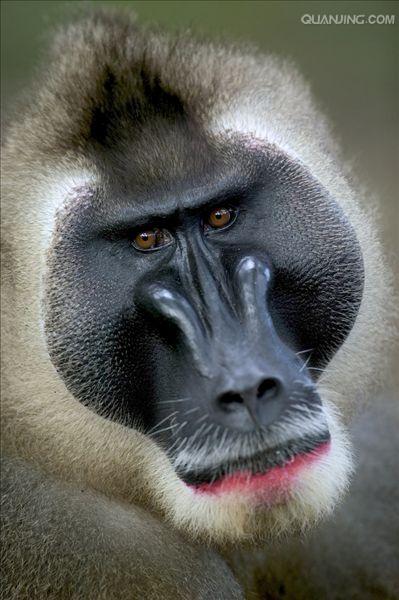 mandrillus leucophaeus