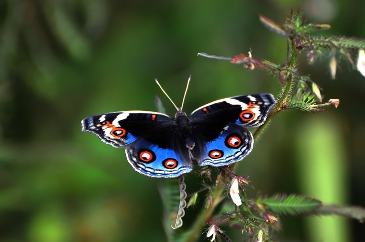  p>翠蓝眼蛱蝶(junonia orithya)是一种 a href="#" data-lemmaid="