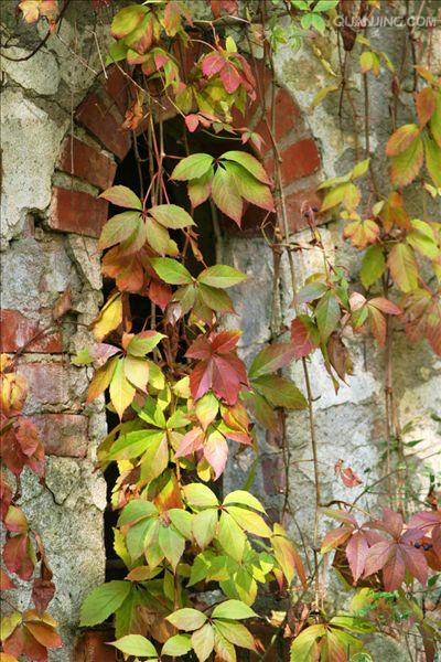  p>五叶地锦(学名: i>parthenocissus quinquefolia /i> (l.) planch.