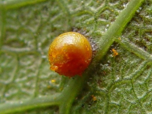  p>金裳凤蝶(学名: i>troides aeacus /i>)是凤蝶科裳凤蝶属的一种