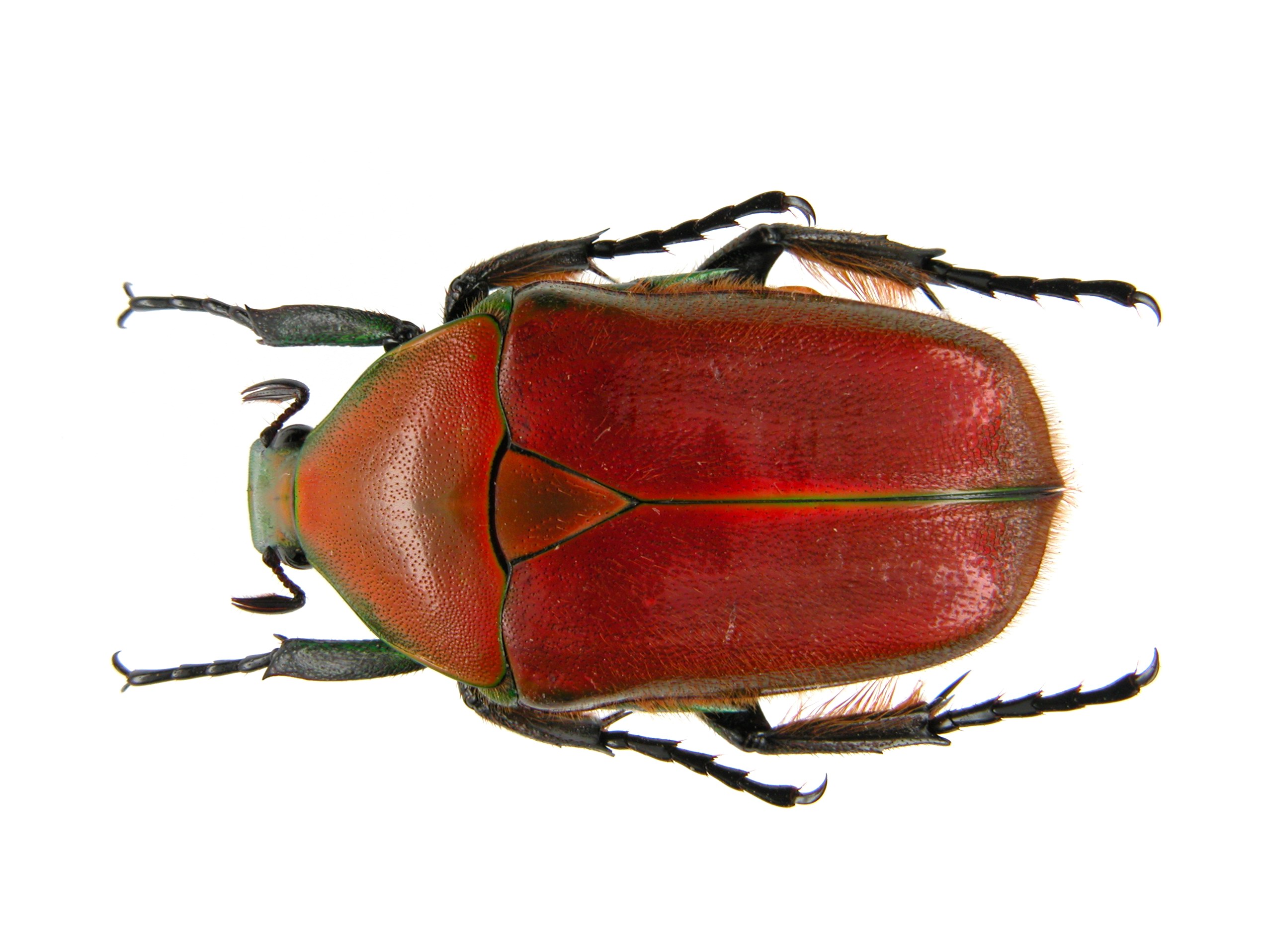 宝岛细脚骚金龟