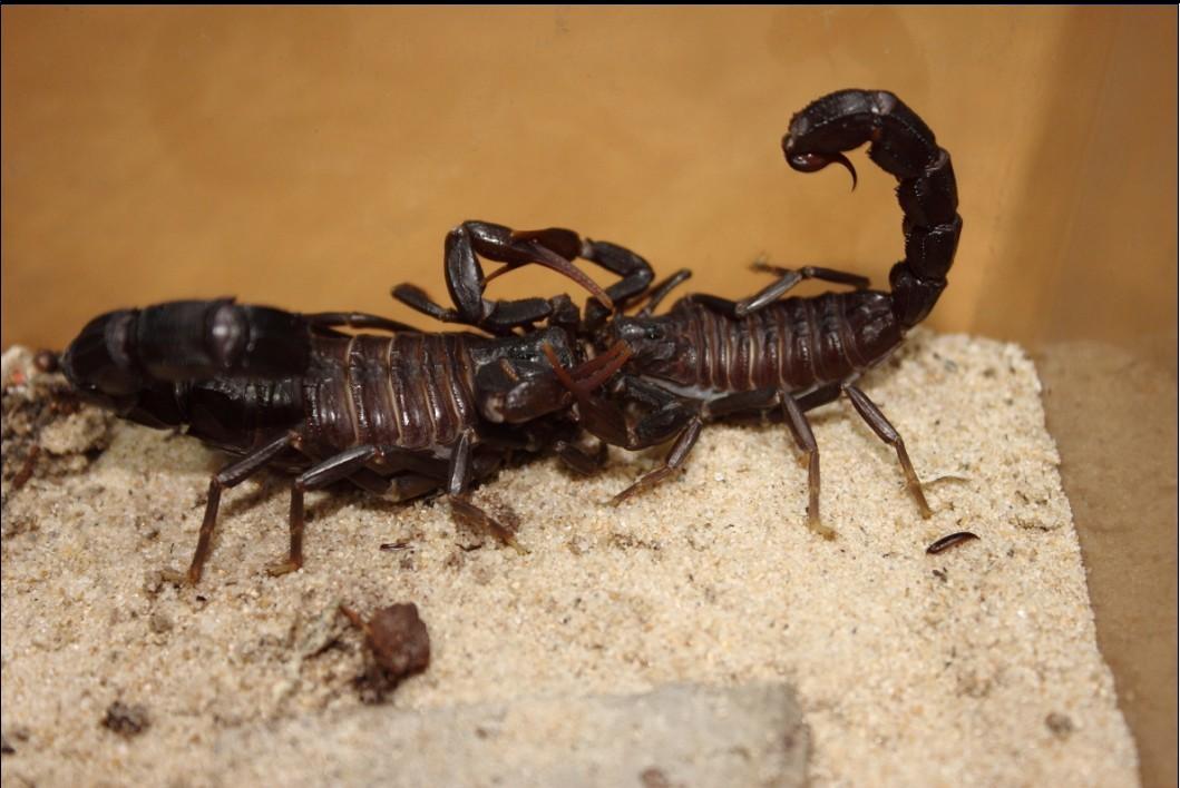 也是世界上致人死亡数量较多的 a target="_blank" href="/item/蝎子