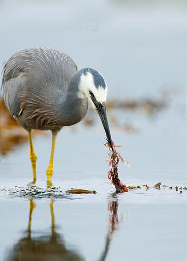  p>白脸鹭(学名: i>egretta novaehollandiae /i>):体长60-70厘米