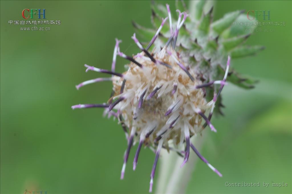 三角叶须弥菊