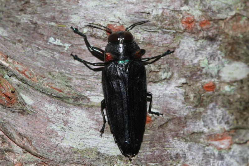 黑星红艳吉丁虫