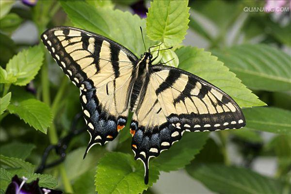  p>虎凤蝶(学名:luehdorfia puziloi)是虎凤蝶属的 a href="#" data