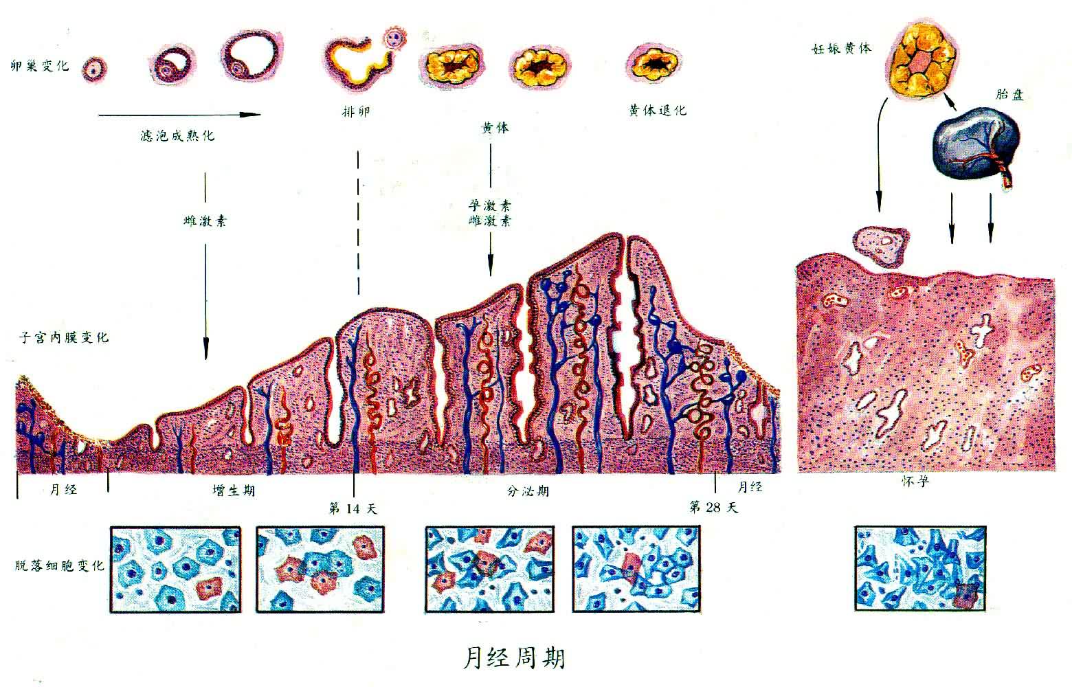 ">青春期 /a>后, a target="_blank" href="/item/子宫内膜/1111543"