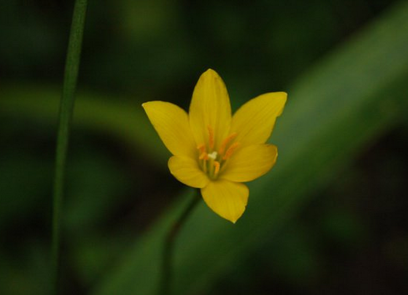  p>黄花葱莲(学名: i>zephyranthes citrina /i>)又称黄花葱兰, a