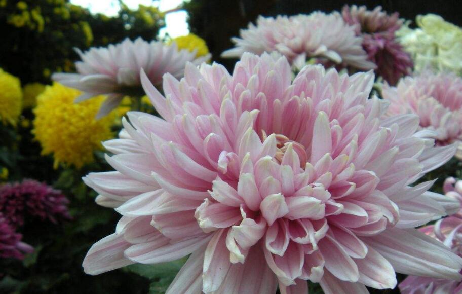  p>蝟菊,拉丁名为olgaea lomonosowii (trautv.