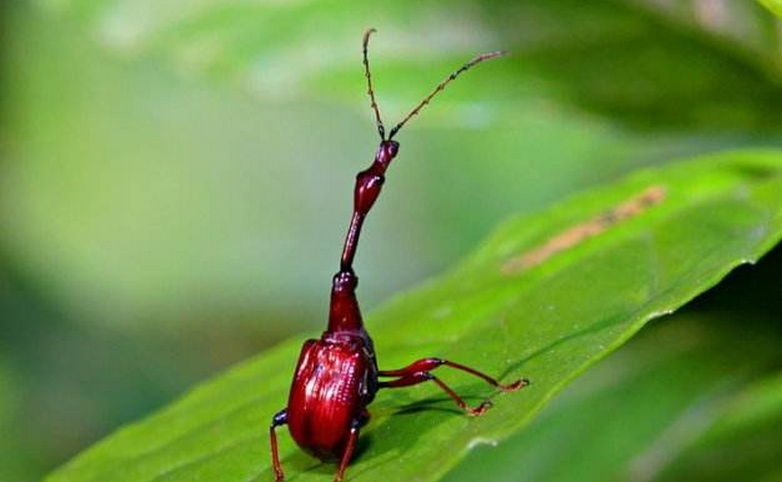 黑长颈卷叶象鼻虫