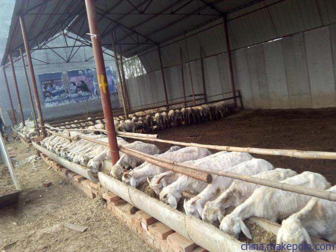 活动集中的地方设置 a target="_blank" href="/item/羔羊/4331713"