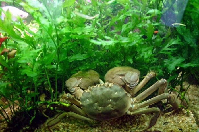  p>莲花岛大闸蟹是产自于江苏省苏州市阳澄湖莲花岛一带的螃蟹品种,其