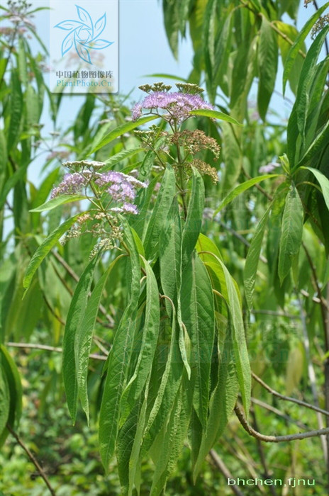 ="/item/紫珠属/4691486" data-lemmaid="4691486">紫珠属 /a>的植物