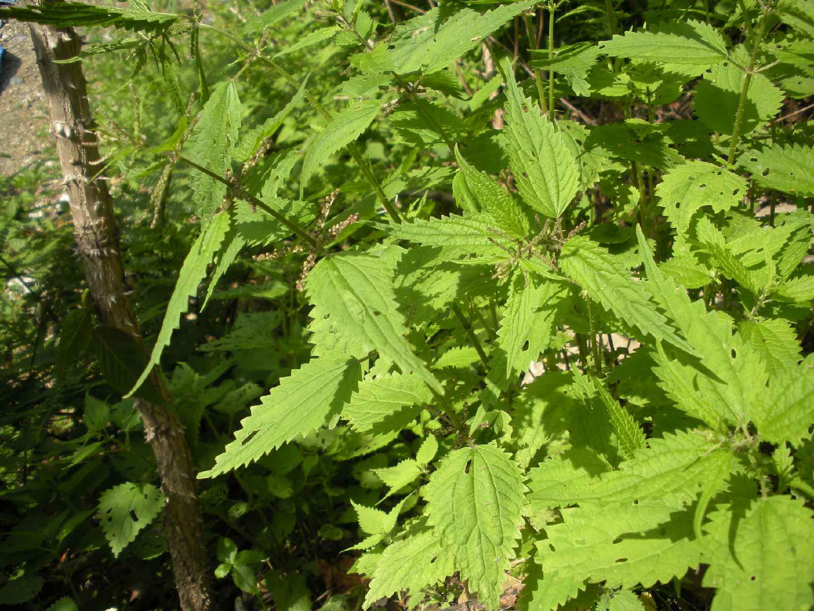 p>浙江蝎子草(学名 i>girardinia chingiana/i)是荨麻科蝎子草属