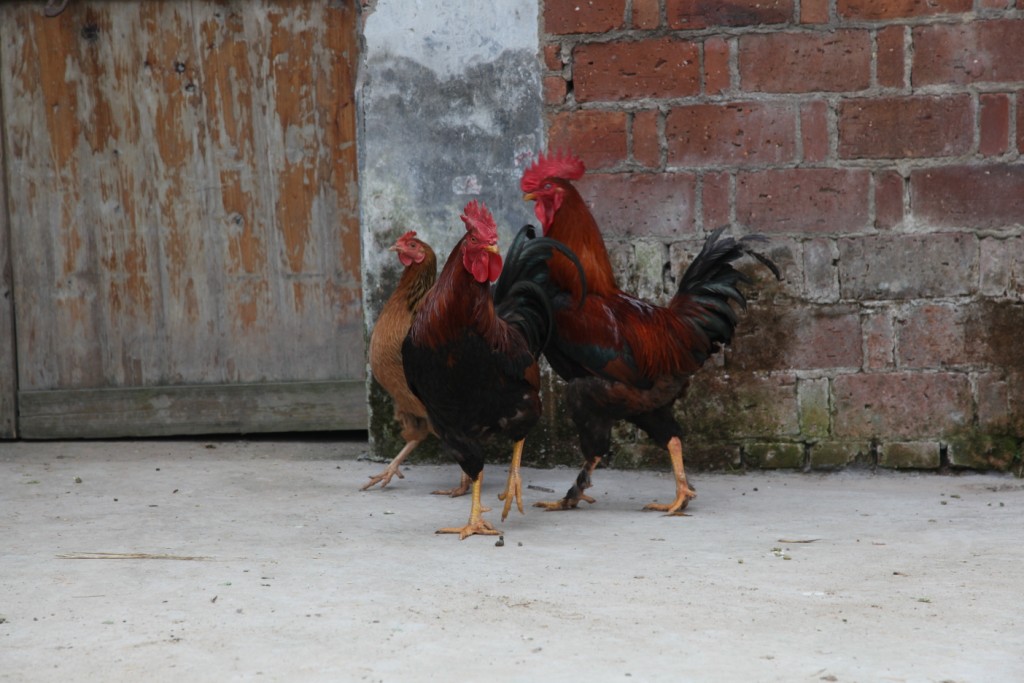  p data-id="sxln6hzcbumk">武义县俊伟农庄是一家养殖土鸡的农庄