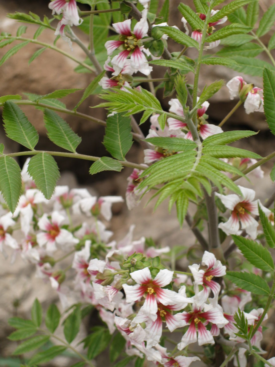>xanthoceras sorbifolium /i> bunge),无患子科文冠果属的落叶小乔木