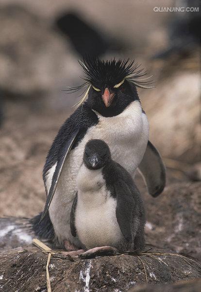  p>黄眉企鹅(学名: i>eudyptes pachyrhynchus /i>)在头上或眼睛旁都
