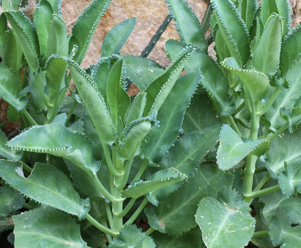 kalanchoe daigremontiana