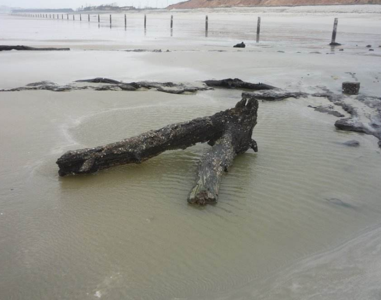 深沪湾海底森林
