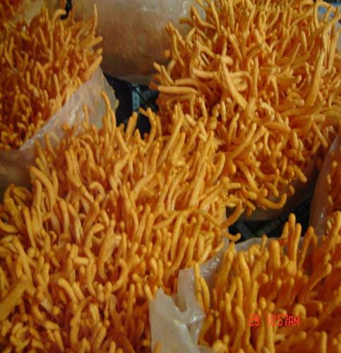  p>金地蛹虫草 菌丝绒毛状,洁白,生长后期转变成为橙黄色,子座金黄色