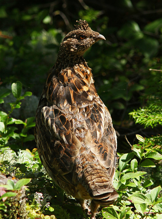  p>披肩榛鸡(学名: i>bonasa umbellus /i>):共有15个 a href="#"