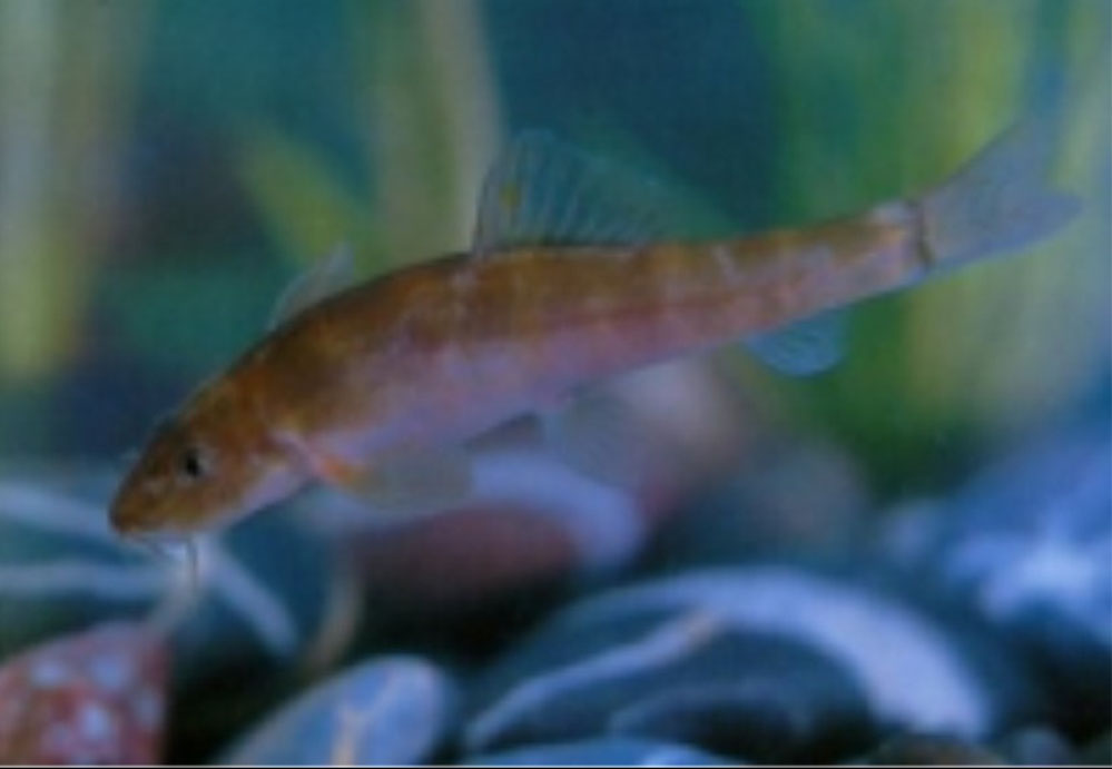  p>异龙鲤(学名: i>cyprinus /i> ( i>mesoc