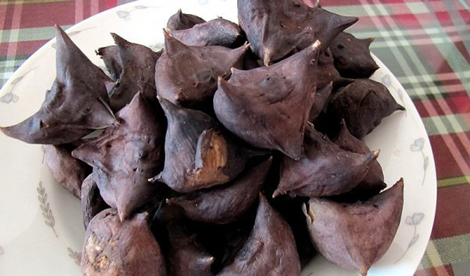  p> a href="#" data-lemmaid="8864971">四角菱 /a>(学名: i>trapa