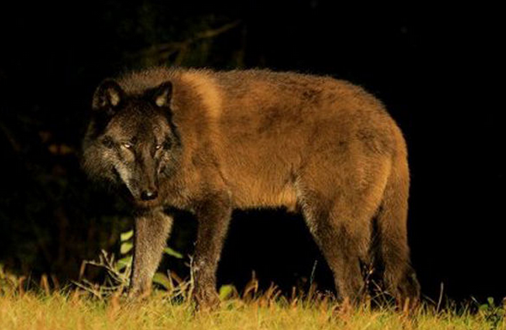 canis lupus columbianus)是灰狼的一个体型最大的亚种,属于 a target