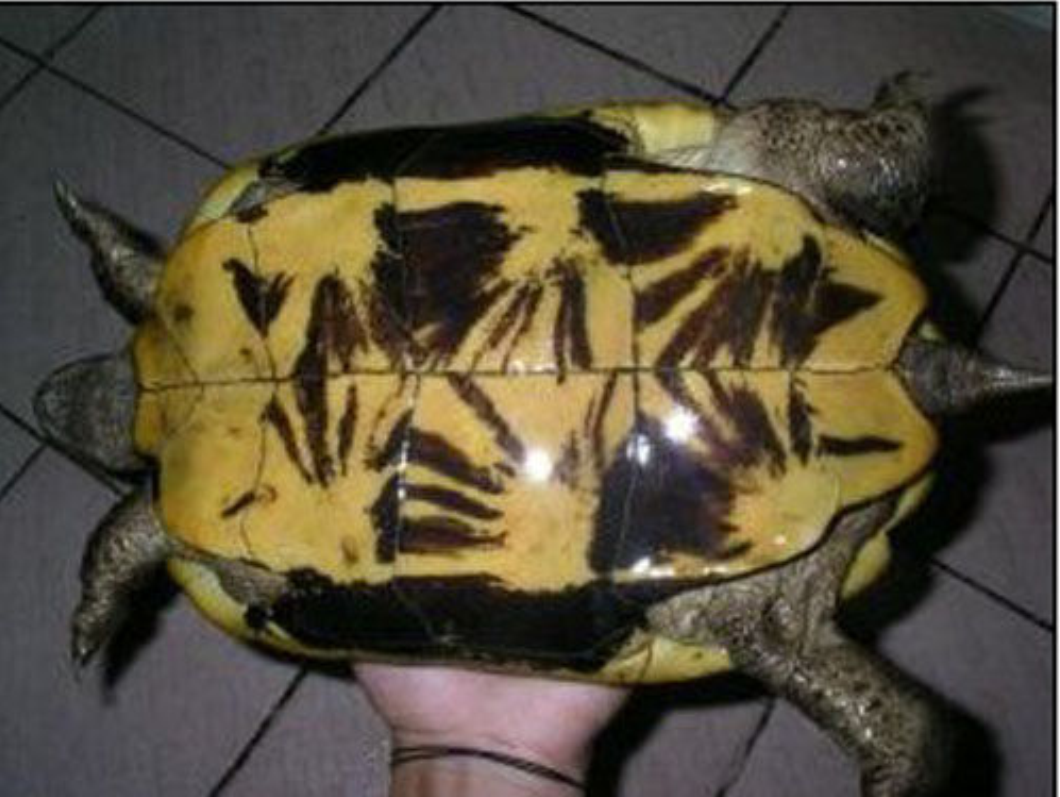  p>缅甸山龟(扁东方龟) heosemys depressa 英文名:arakan forest