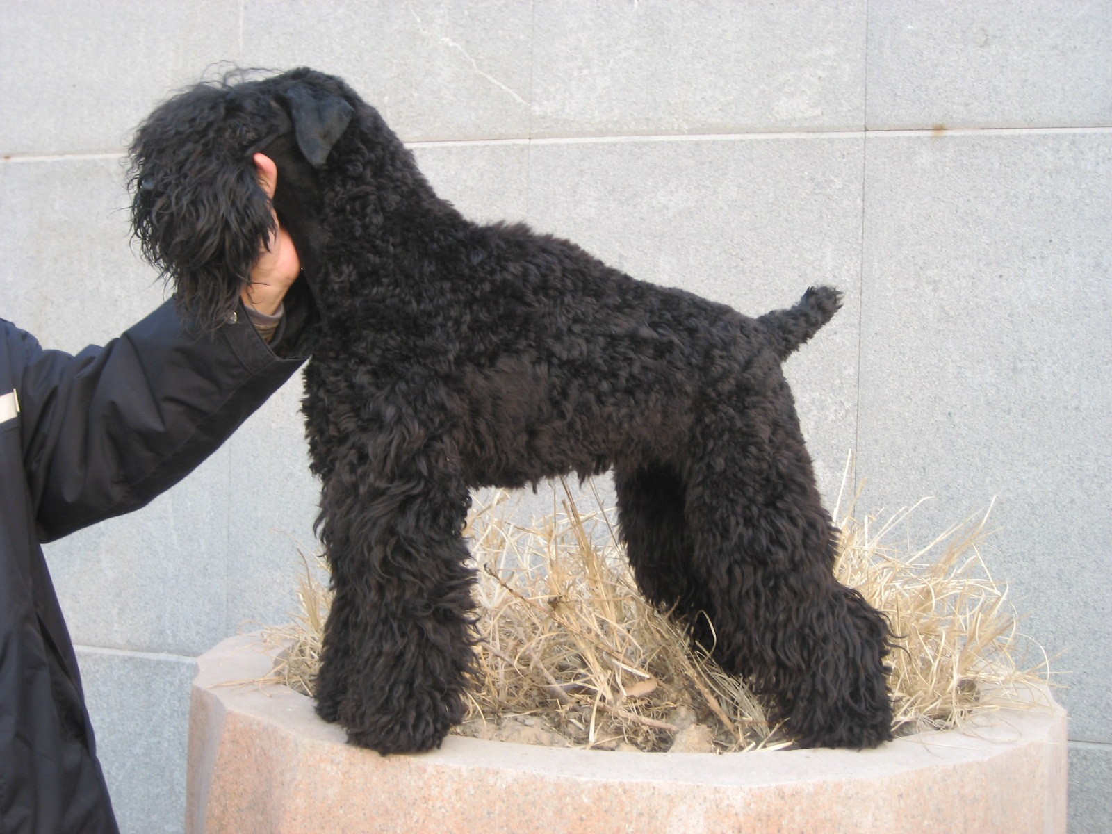  p>凯利蓝梗又称 a href="#" data-lemmaid="544724">爱尔兰梗 /a>是 