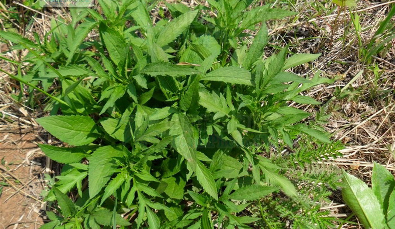  p>墓头回为败酱科植物糙叶败酱( i>patrinia rupestris  /i>(pall.