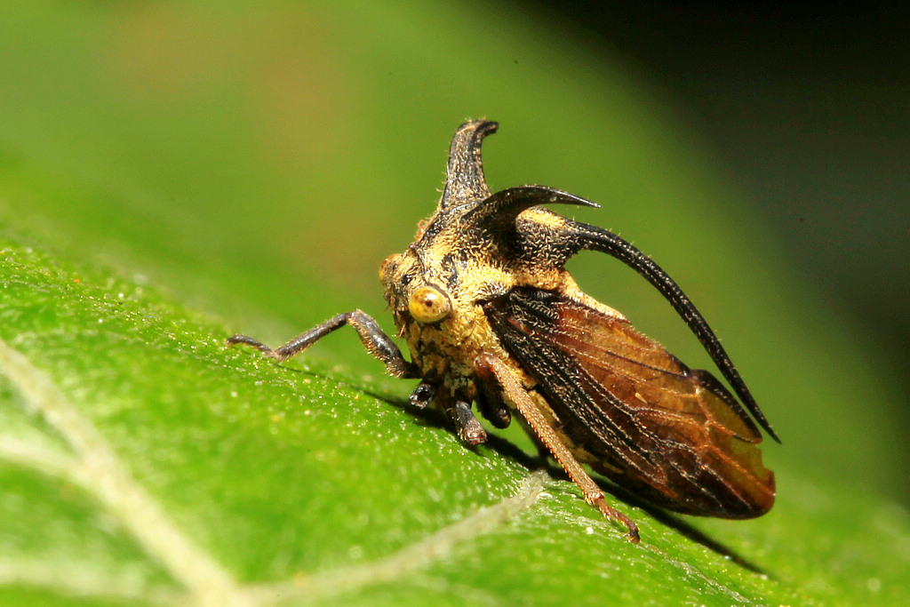  p>角蝉(treehopper)同翅目 a href="#" data