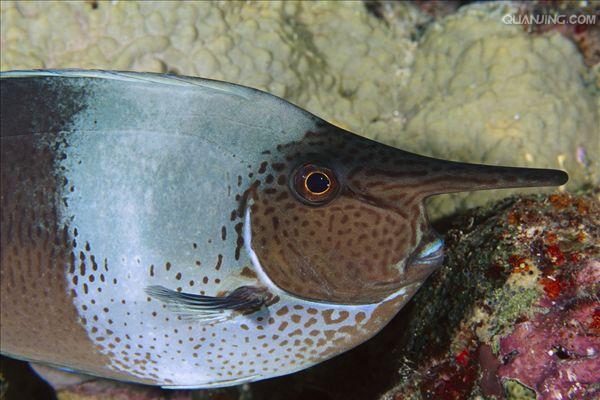  p>角鱼(学名: i>epalzeorhynchos bicornis /i>)属鲤科野鲮亚科角鱼