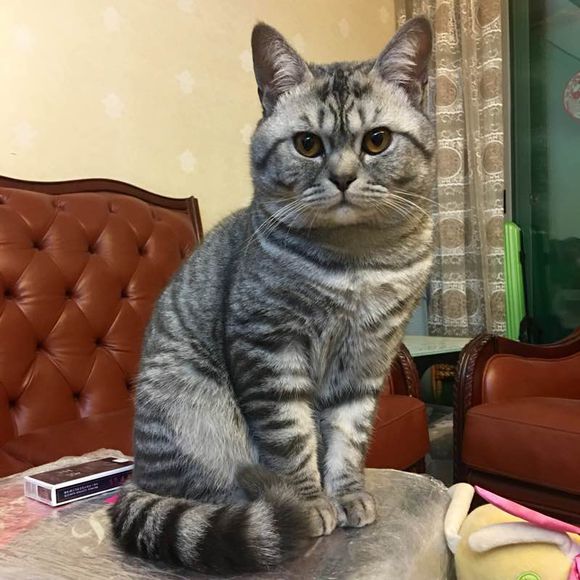  p>家猫(学名: i>felis catus /i>)俗称猫咪,是食肉目猫科,猫属 a