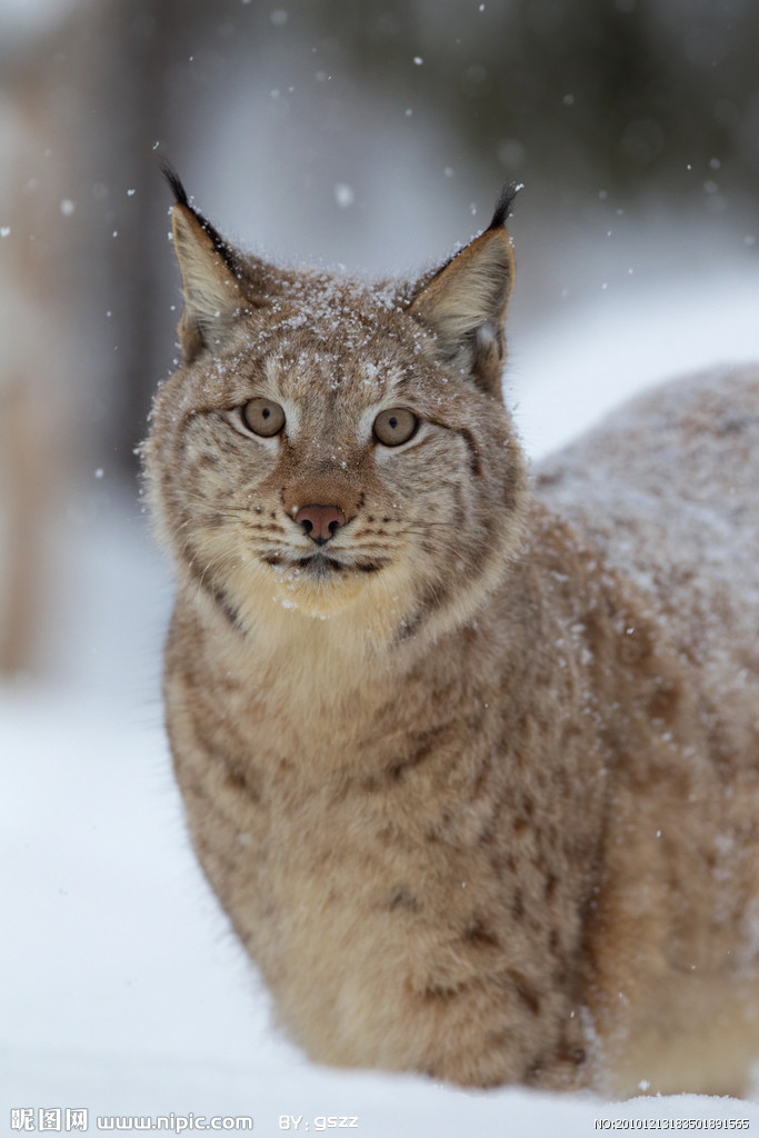  p>獭狸猫(cynogalebennettii),又名 a href="