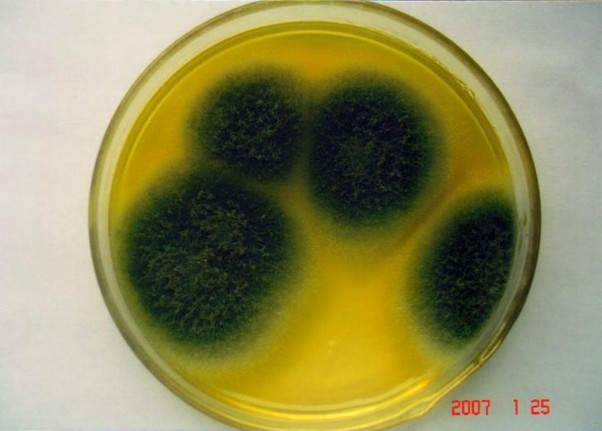  p>烟曲霉(拉丁名为 i>aspergillus fumigatus /i>