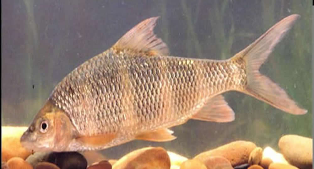  p>叶结鱼(tor(parator) zonatus)属鲤形目,鲤科,鲃亚科,结鱼属.