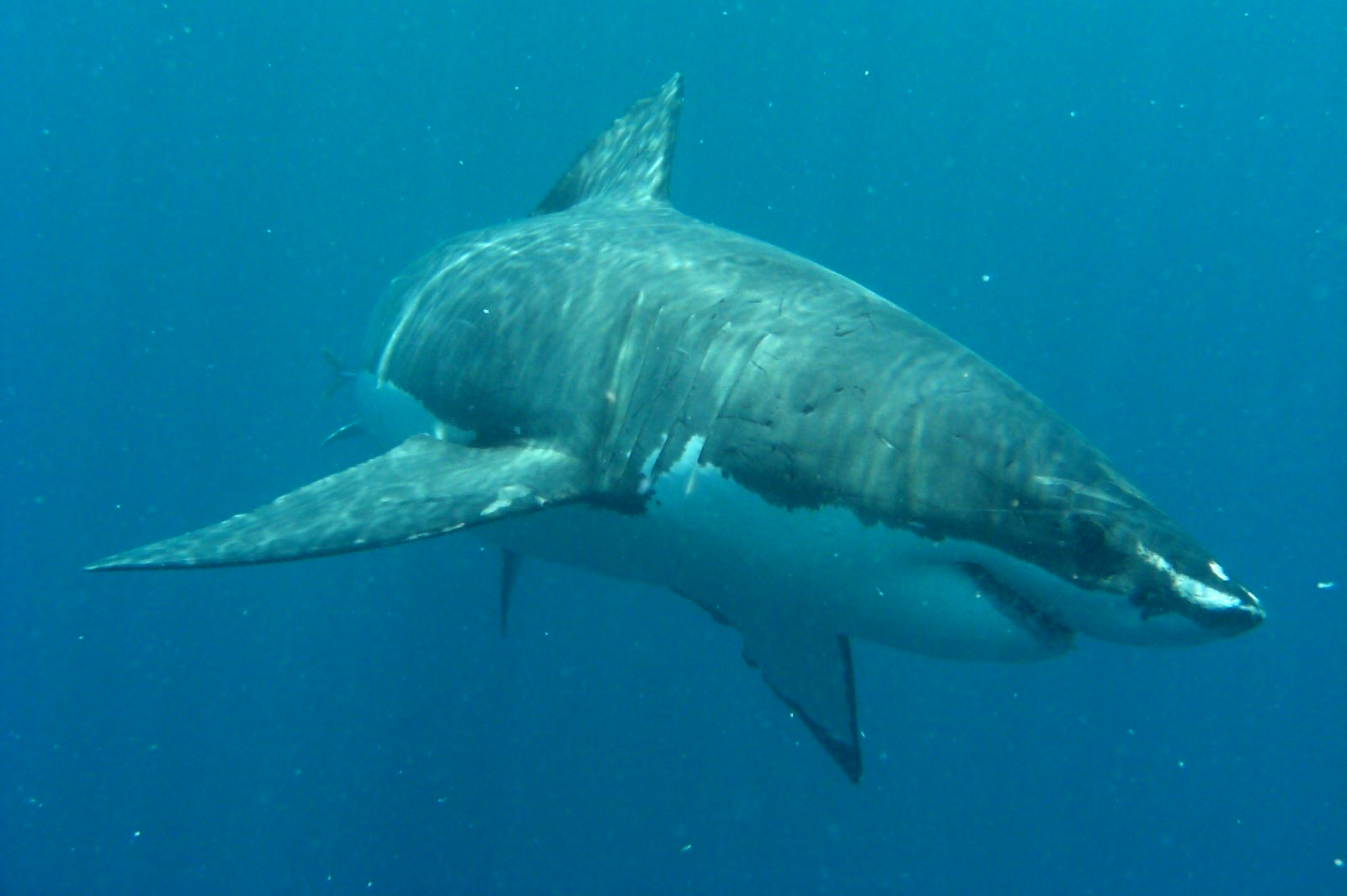 噬人鲨(carchroclesmegalodon)
