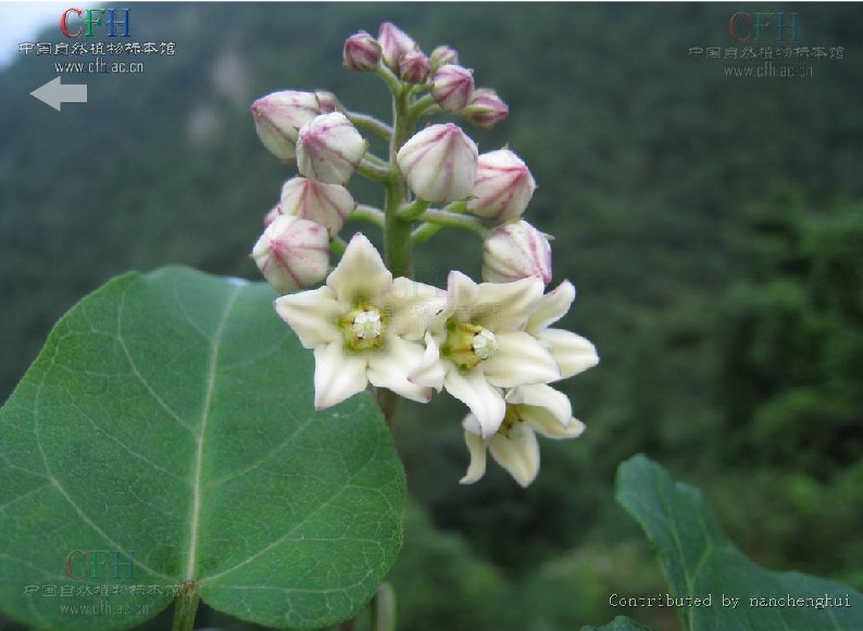 别称:奶浆藤,大米浆藤,倒插花,见肿消,萝藦藤; a target="_blank"