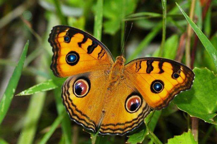  p>美眼蛱蝶(拉丁名:junonia almana)为 a href="#" data-lemmaid="