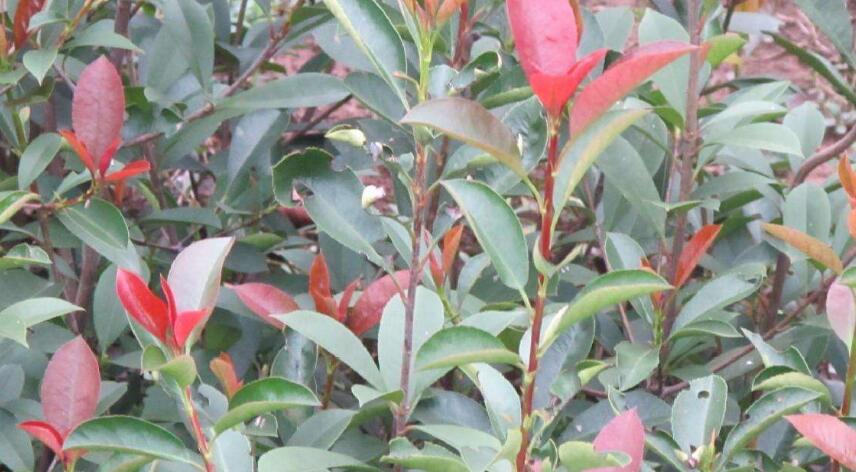 石楠球怎样种植