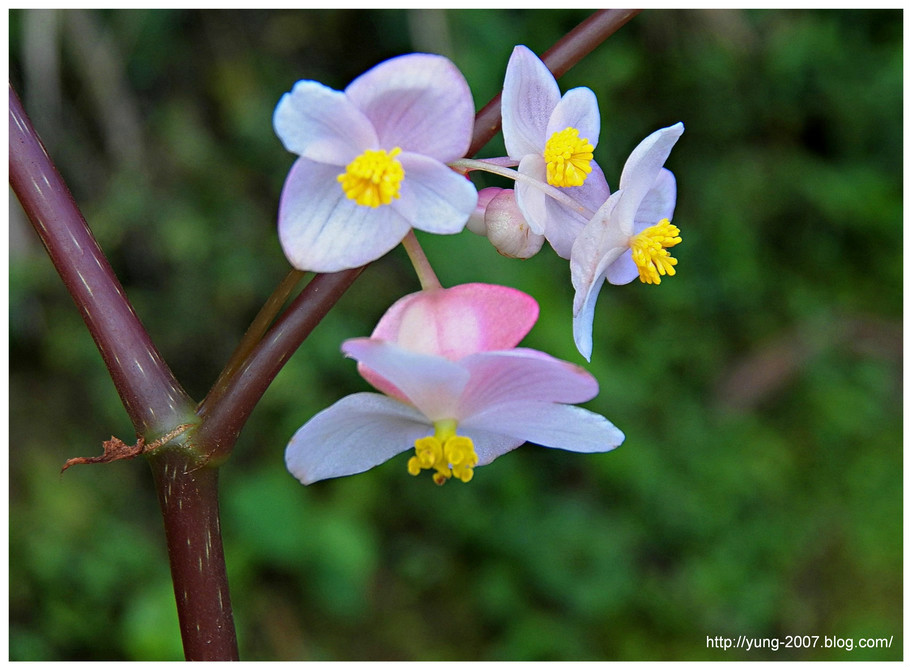  p>台湾秋海棠(学名: i>begonia taiwaniana /i> hayata)中国的特有