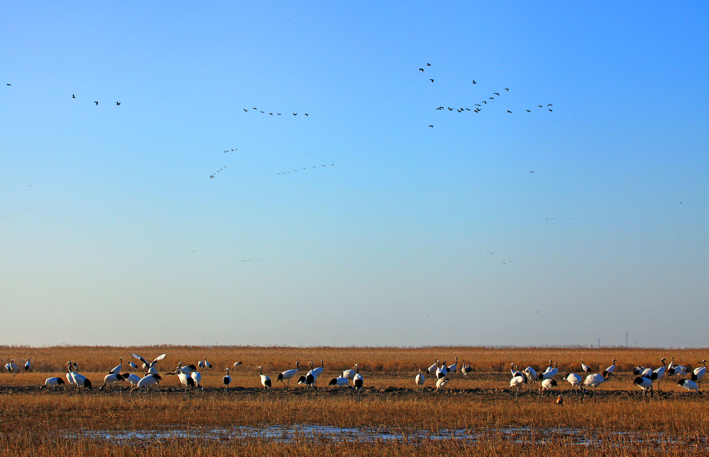 江苏盐城国家级自然保护区