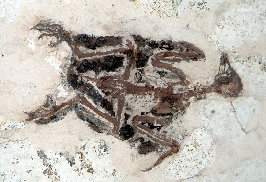  p> b>渐新世 /b>( b>oligocene /b>)是地质时代中 a href="#" data