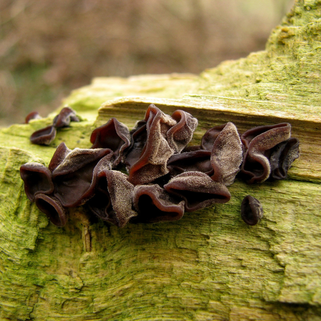  p>木耳科是木耳目下的一科,大约有21属.